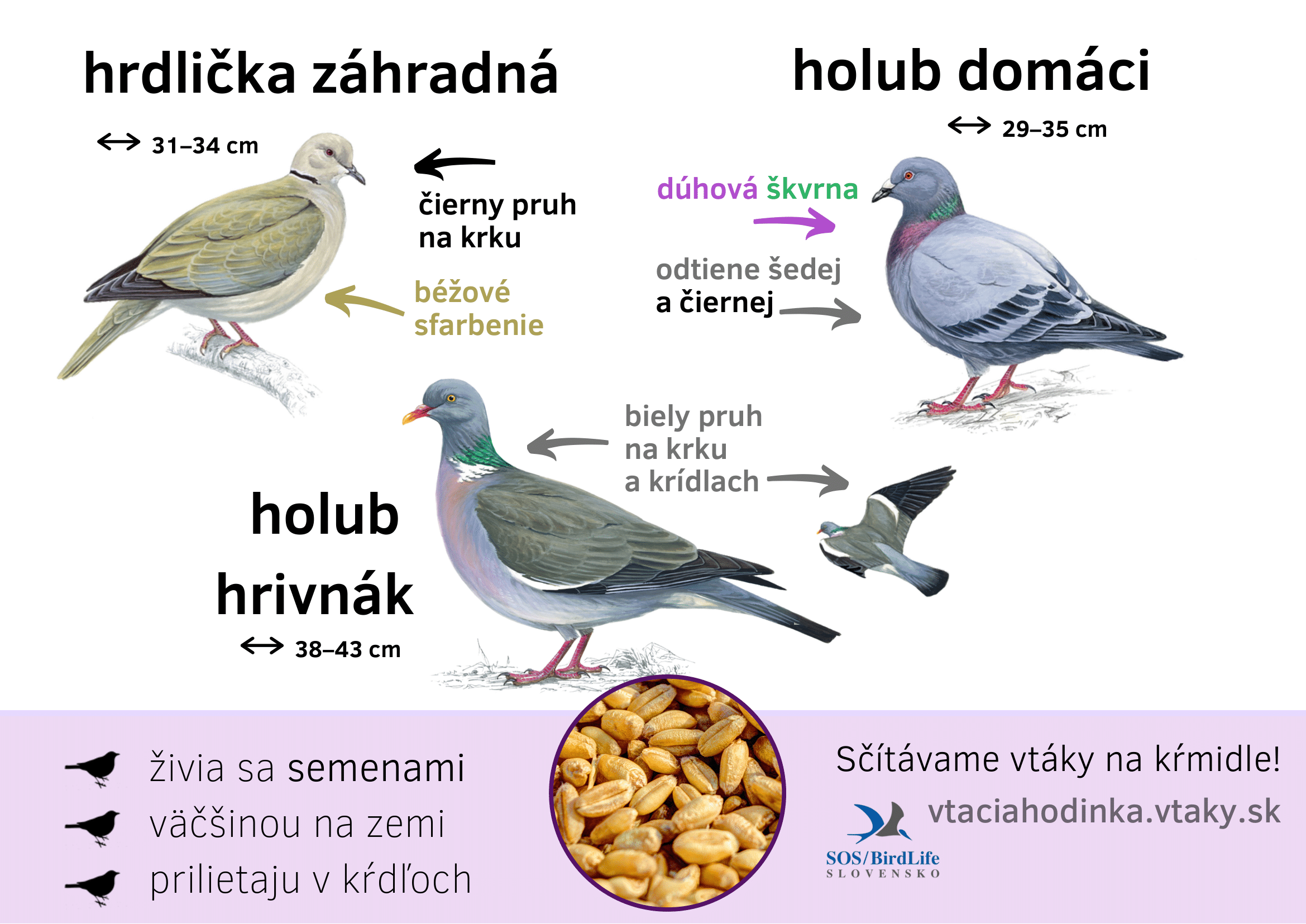 hrdlicka_holub-1