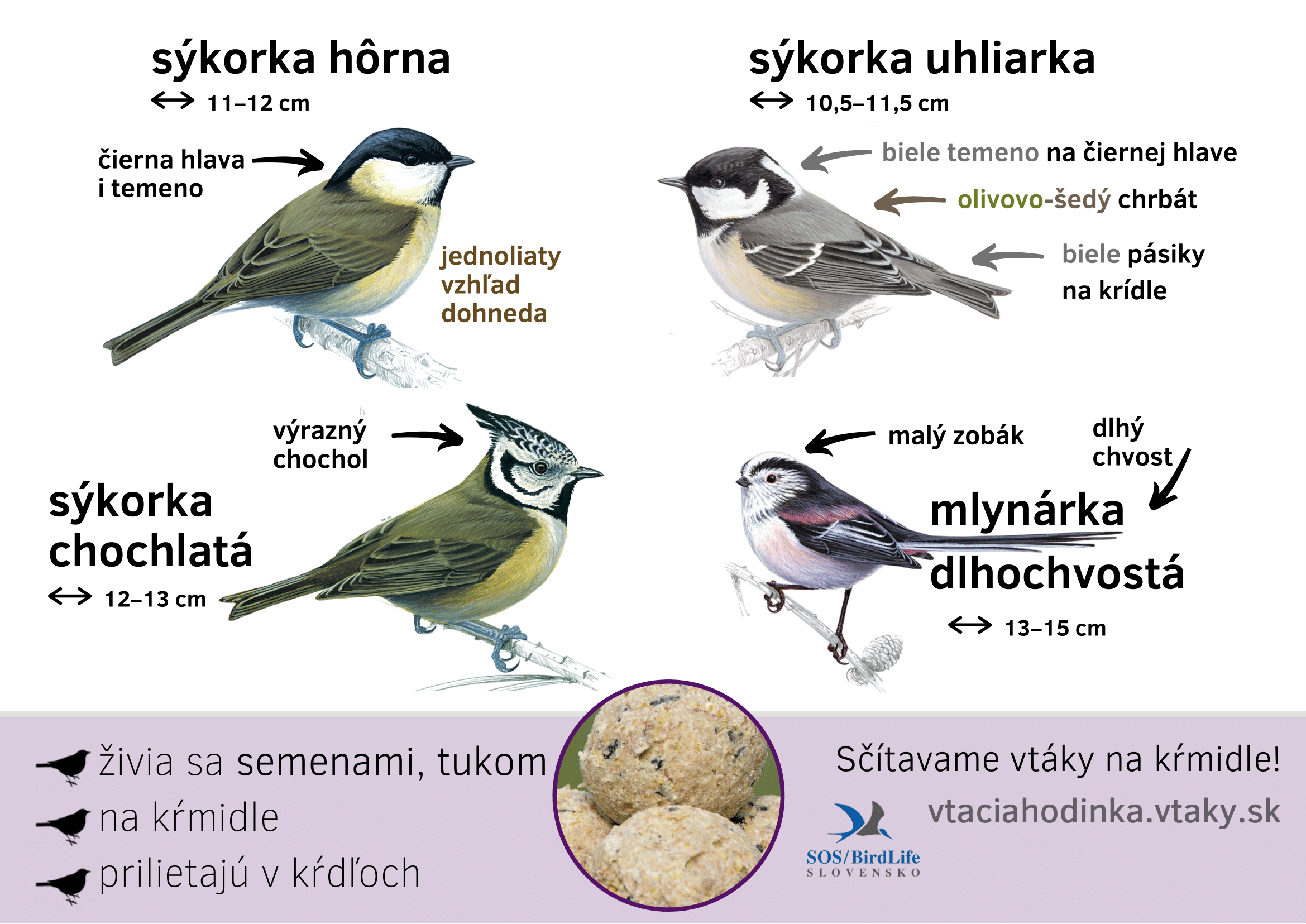 sykorky_horna_uhliarka-1