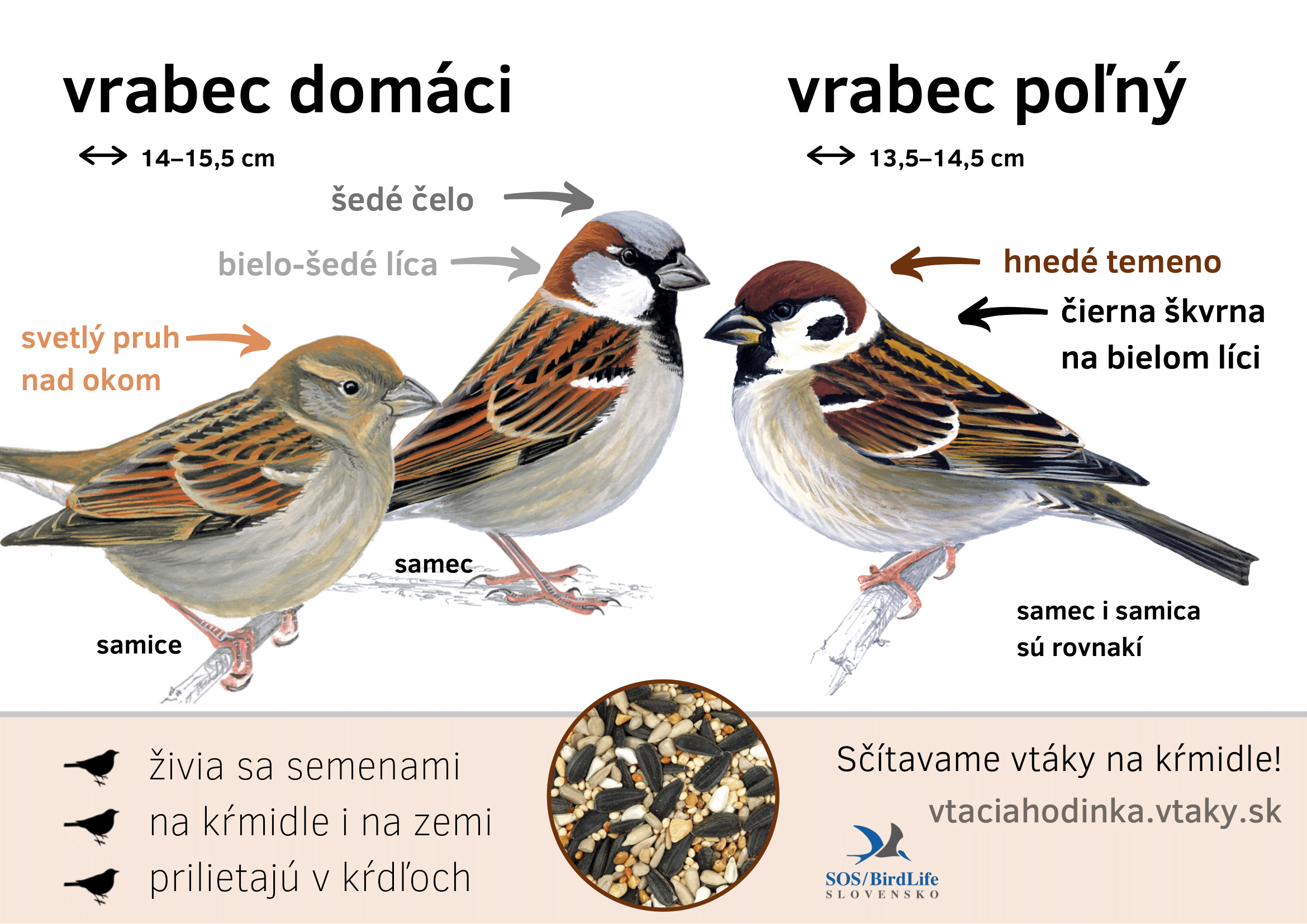 vrabec-1